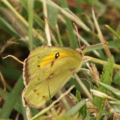 Colias eurytheme