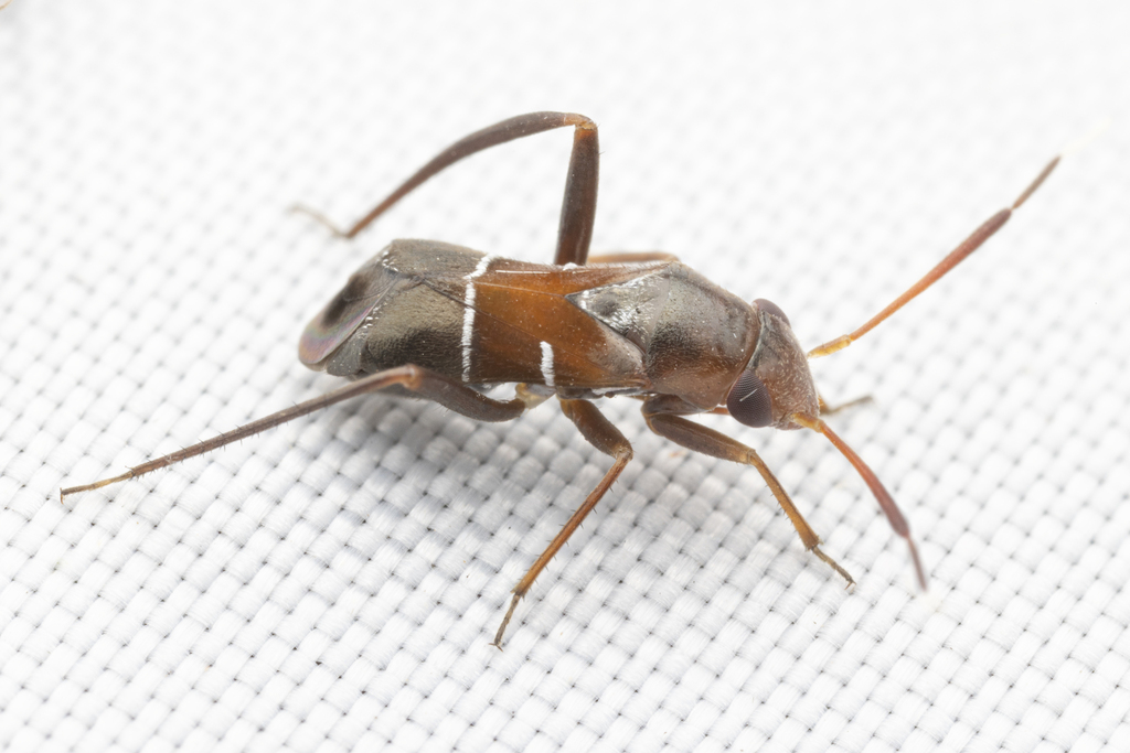 Pilophorus tibialis