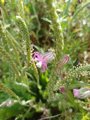 Silene colorata