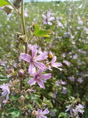 Malva multiflora, photograph author not stated, no rights reserved