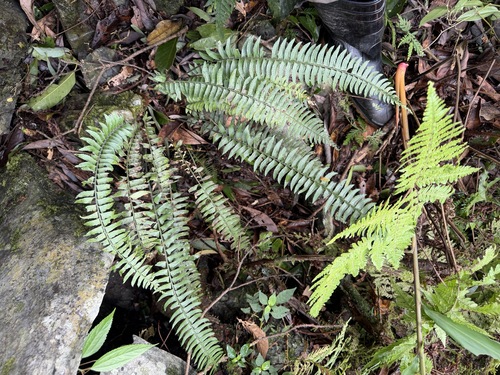 Polystichum acutidens observed 2026-07-15