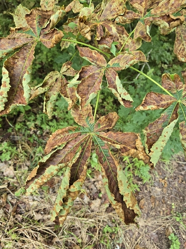 Horse-chestnut Leafminer
