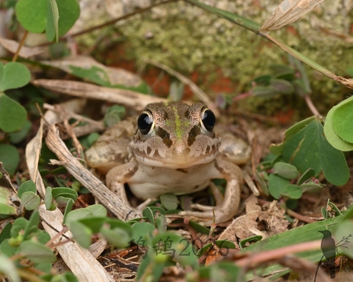 Black-spotted Frog