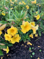 Allamanda schottii