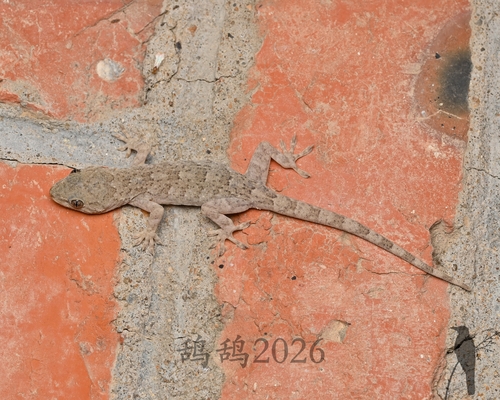 Peking Gecko