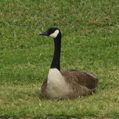 Branta canadensis