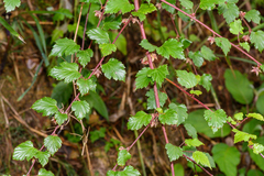 Rubus taitoensis
