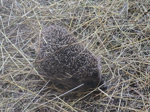 Northern White-breasted Hedgehog