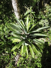 Vriesea gigantea, photograph (c) Cristiane Colodel, some rights reserved (CC BY)