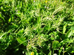 Poa bulbosa vivipara