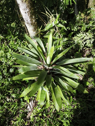 Vriesea gigantea, photograph 4