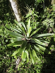 Vriesea gigantea, photograph (c) Cristiane Colodel, some rights reserved (CC BY)