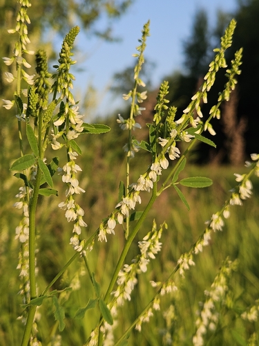 White Sweetclover