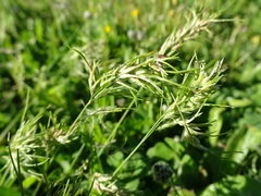 Poa bulbosa vivipara