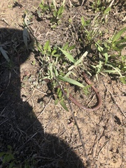 Lumbricus terrestris