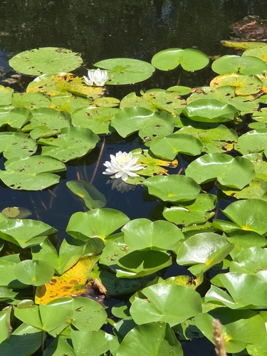American white waterlily