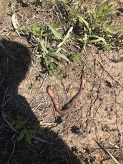 Lumbricus terrestris