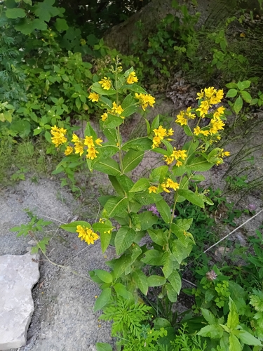 Yellow Loosestrife