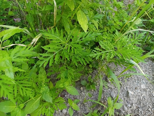 common ragweed