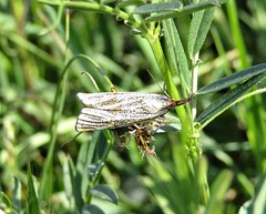 Thisanotia chrysonuchella