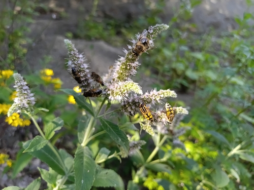 Trivittate Marsh Fly