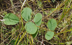 Tephrosia potosina