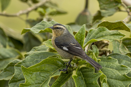 Cinereous Conebill (Conirostrum cinereum), photo 7