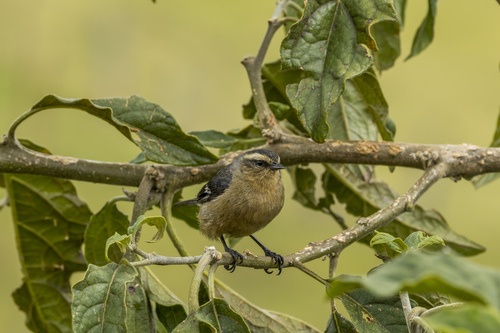 Cinereous Conebill (Conirostrum cinereum), photo 8