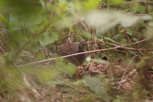 Thicket Tinamou (Crypturellus cinnamomeus), photo 1