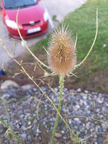 wild teasel