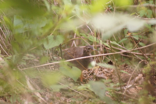 Thicket Tinamou (Crypturellus cinnamomeus), photo 6