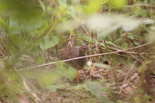 Thicket Tinamou (Crypturellus cinnamomeus), photo 2
