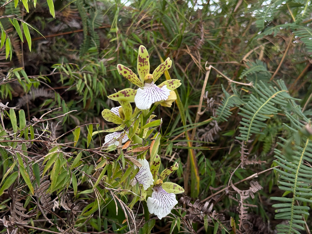 Zygopetalum crinitum; photograph (c) topeuna, some rights reserved (CC BY)