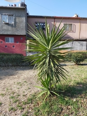 Yucca