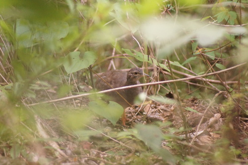 Thicket Tinamou (Crypturellus cinnamomeus), photo 7