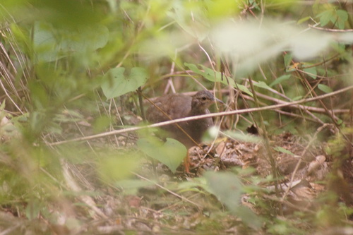 Thicket Tinamou (Crypturellus cinnamomeus), photo 8