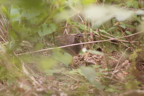 Thicket Tinamou (Crypturellus cinnamomeus), photo 9