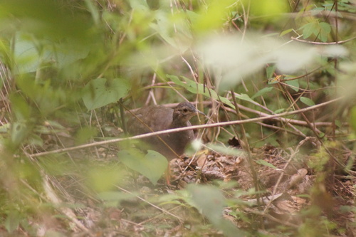 Thicket Tinamou (Crypturellus cinnamomeus), photo 10