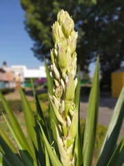 Yucca