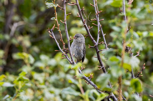 Plain-colored Seedeater (Catamenia inornata), photo 4
