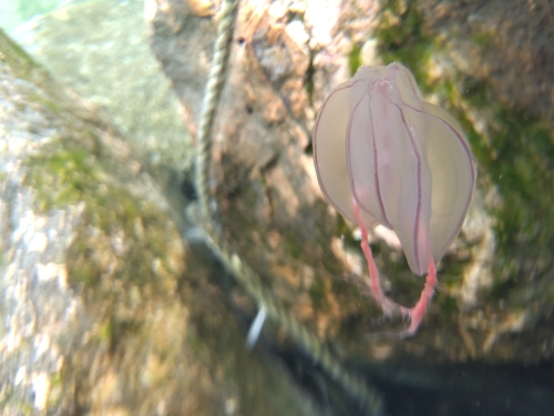 Arctic comb jelly