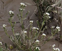 Cochlearia anglica