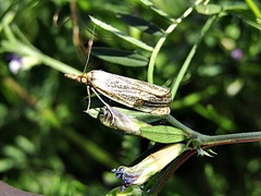 Thisanotia chrysonuchella