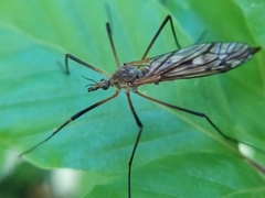 Tipula scripta