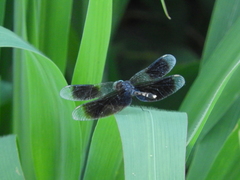 Erythrodiplax attenuata