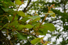 Actinidia setosa