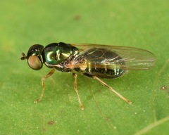 Microchrysa flavicornis