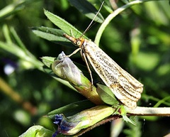 Thisanotia chrysonuchella