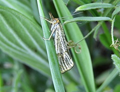 Thisanotia chrysonuchella