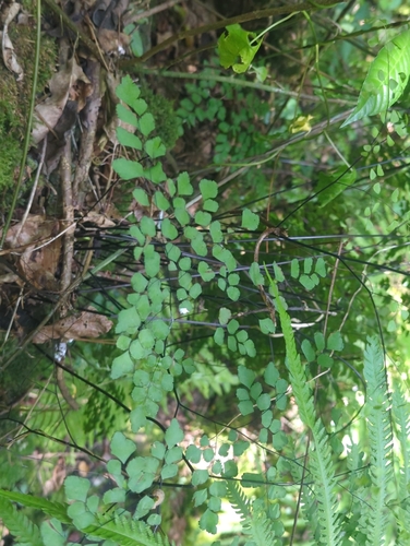 Adiantum tenerum, photograph 2